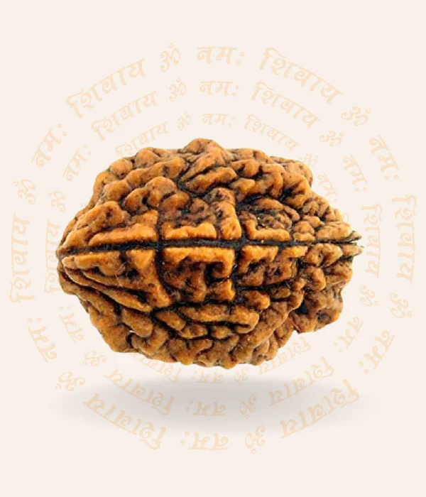 Rudraksha 2-face