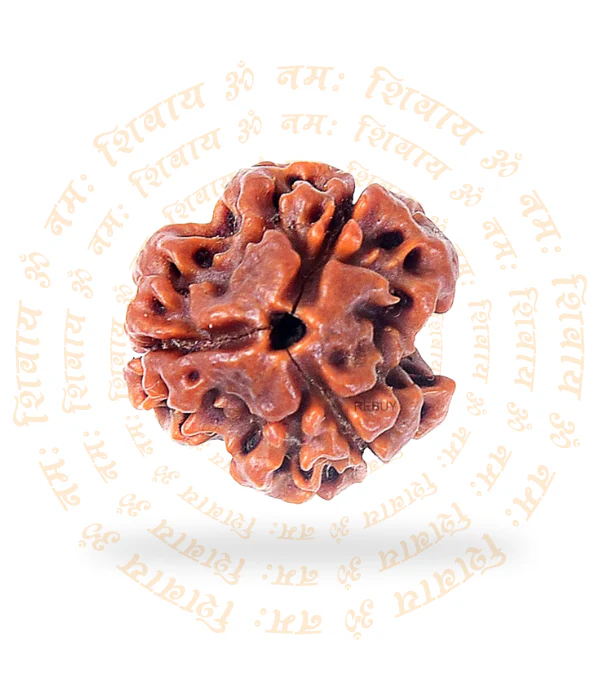 3-face Rudraksha